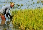 জলবায়ু পরিবর্তনের প্রভাবে ধানে আর্সেনিক সংক্রমণের ঝুঁকি: এক উদ্বেগজনক পর্যালোচনা