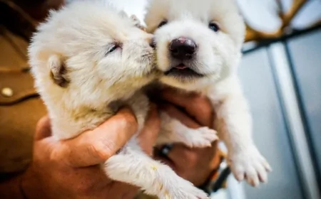 কল্পনায় নয়, বাস্তবেই: বিজ্ঞান ফিরিয়ে আনল প্রাচীন ভয়ঙ্কর নেকড়েকে