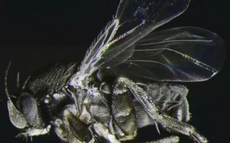 প্রকৃতির অদৃশ্য পচনশীল কফিন মাছি (Conisera Tibialis), জীবনের শেষ থেকে যাদের শুরু