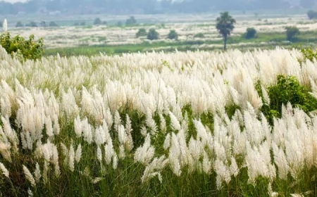 কাশফুলের ছবি
