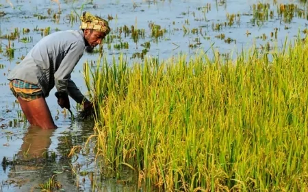 জলবায়ু পরিবর্তনের প্রভাবে ধানে আর্সেনিক সংক্রমণের ঝুঁকি: এক উদ্বেগজনক পর্যালোচনা