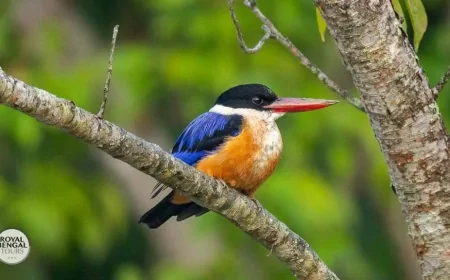Wings Over the Delta: The Birds of Bangladesh and Their Fight for Survival