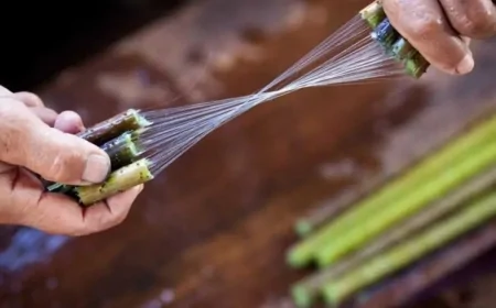 পৃথিবীর দূর্লভ ও দামী কাপড়ের একটিঃ লোটাস সিল্ক (পদ্ম সিল্ক)