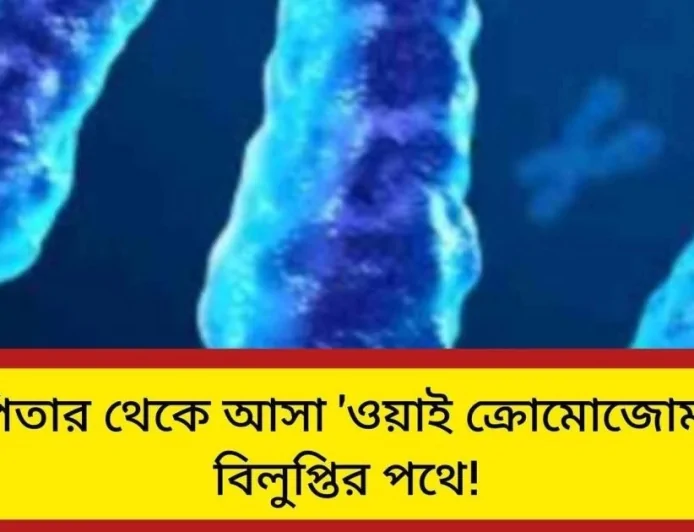ওয়াই ক্রোমোজোম