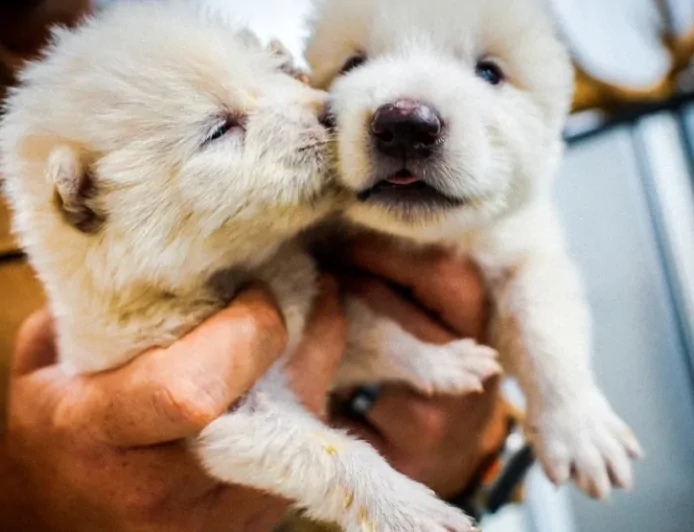 কল্পনায় নয়, বাস্তবেই: বিজ্ঞান ফিরিয়ে আনল প্রাচীন ভয়ঙ্কর নেকড়েকে