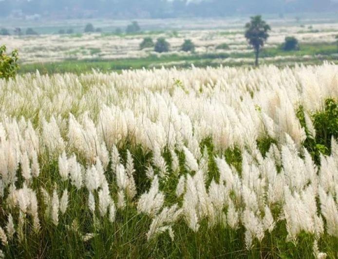 কাশফুলের ছবি