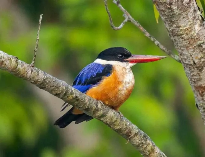 Wings Over the Delta: The Birds of Bangladesh and Their Fight for Survival