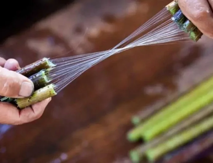 পৃথিবীর দূর্লভ ও দামী কাপড়ের একটিঃ লোটাস সিল্ক (পদ্ম সিল্ক)