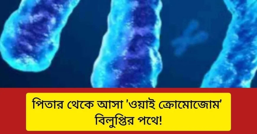 ওয়াই ক্রোমোজোম