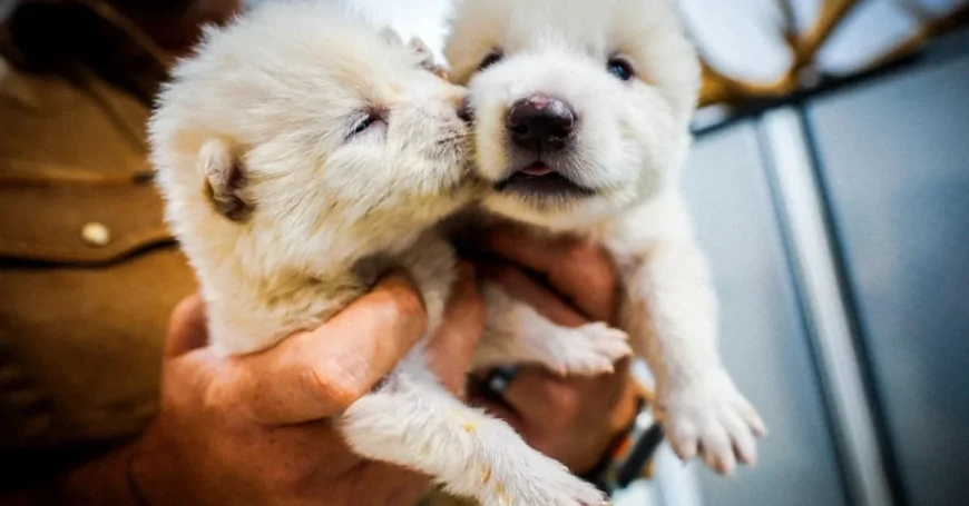 কল্পনায় নয়, বাস্তবেই: বিজ্ঞান ফিরিয়ে আনল প্রাচীন ভয়ঙ্কর নেকড়েকে