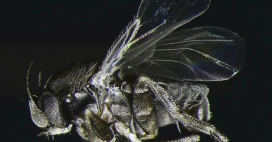 প্রকৃতির অদৃশ্য পচনশীল কফিন মাছি (Conisera Tibialis), জীবনের শেষ থেকে যাদের শুরু