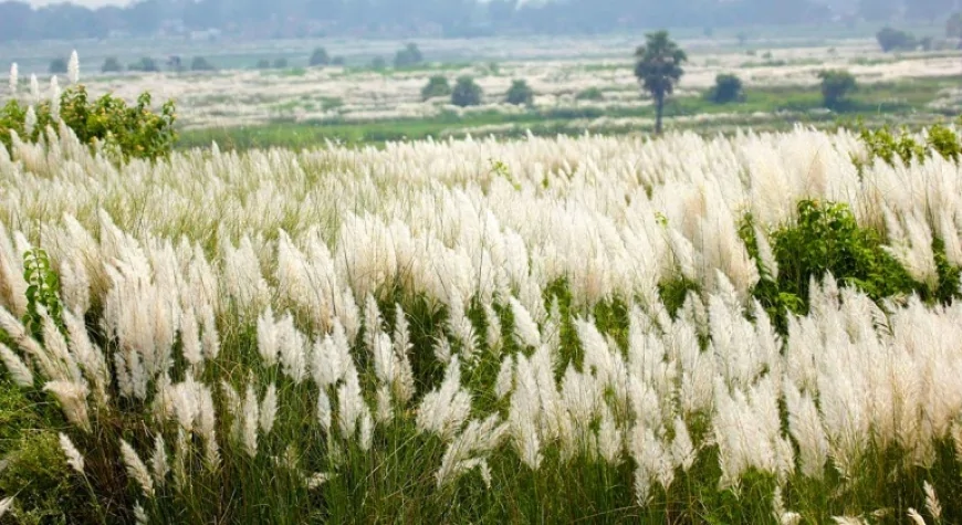 কাশফুলের ছবি