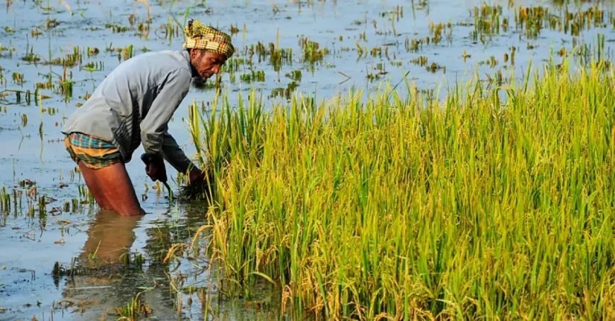 জলবায়ু পরিবর্তনের প্রভাবে ধানে আর্সেনিক সংক্রমণের ঝুঁকি: এক উদ্বেগজনক পর্যালোচনা