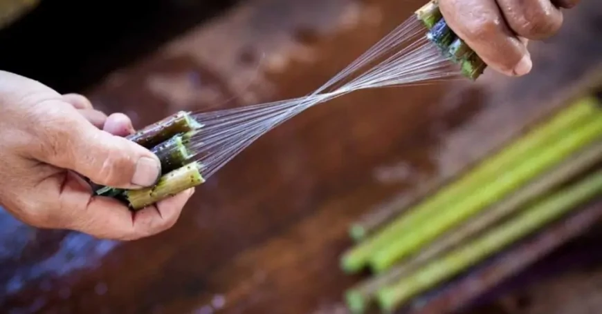 পৃথিবীর দূর্লভ ও দামী কাপড়ের একটিঃ লোটাস সিল্ক (পদ্ম সিল্ক)