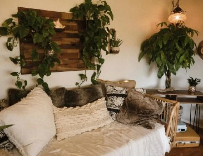 স্বাস্থ্যকর গৃহসজ্জা - আপনার বাড়ির জন্য ১০টি সেরা ইনডোর প্ল্যান্ট