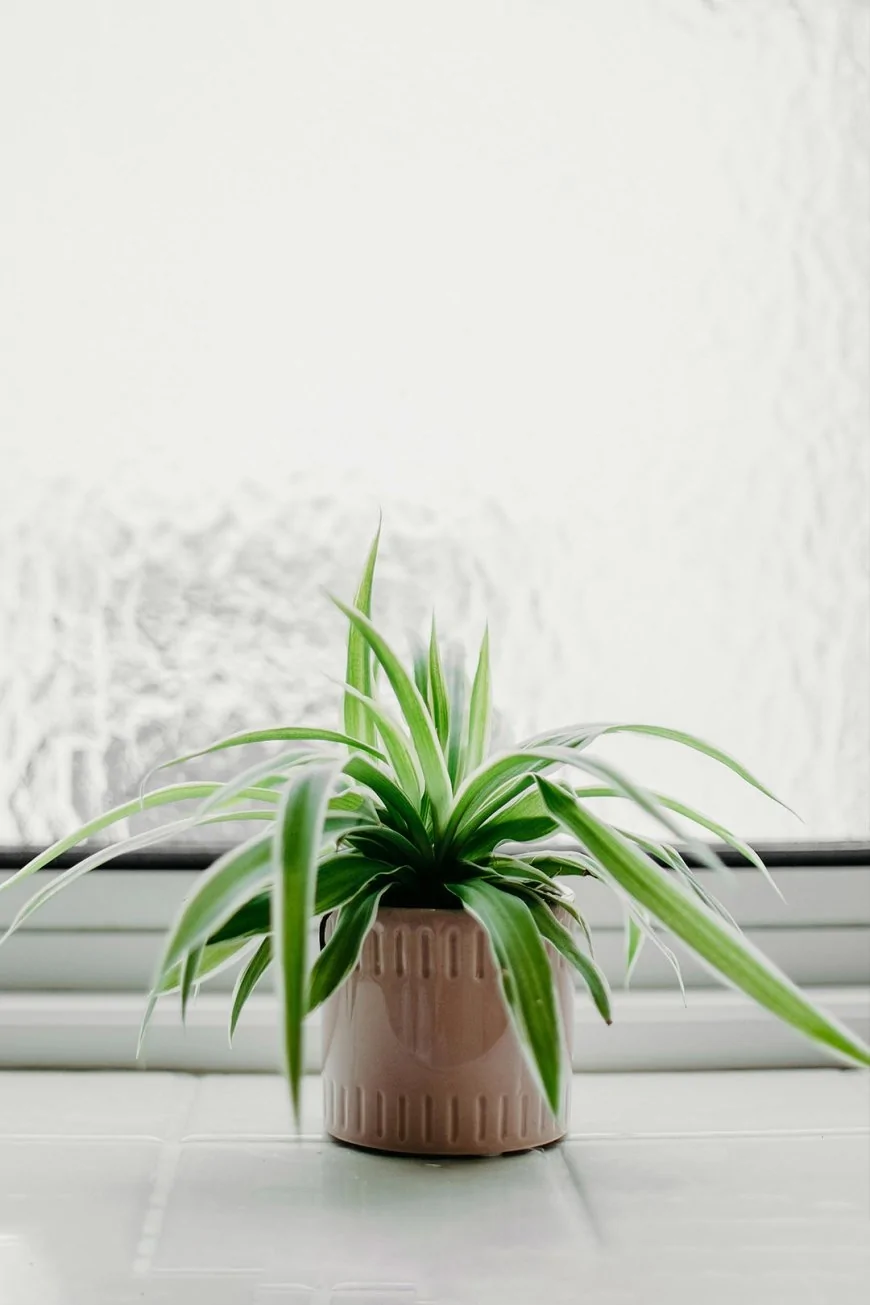 স্পাইডার প্ল্যান্ট (Spider Plant)
