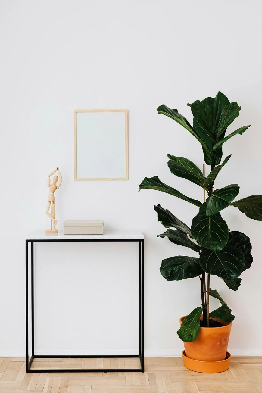 ফিডল লিফ ফিগ (Fiddle Leaf Fig)