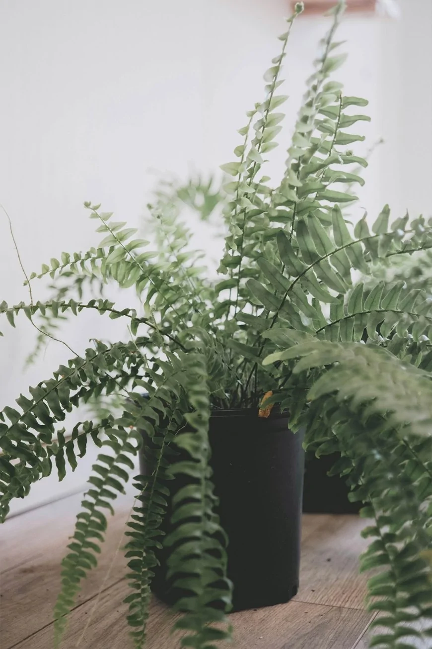 বস্টন ফার্ন (Boston Fern)
