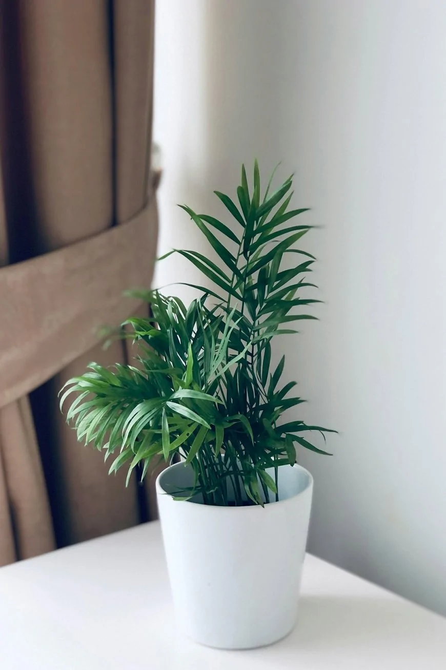 অ্যারেকা পাম (Areca Palm)