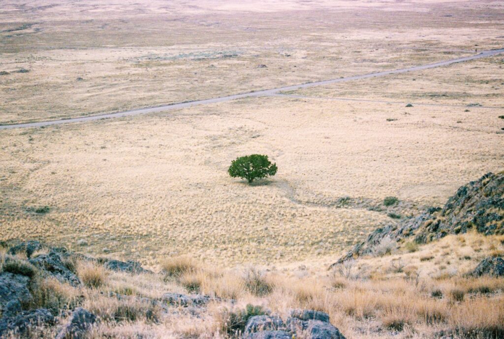 desert 5507220