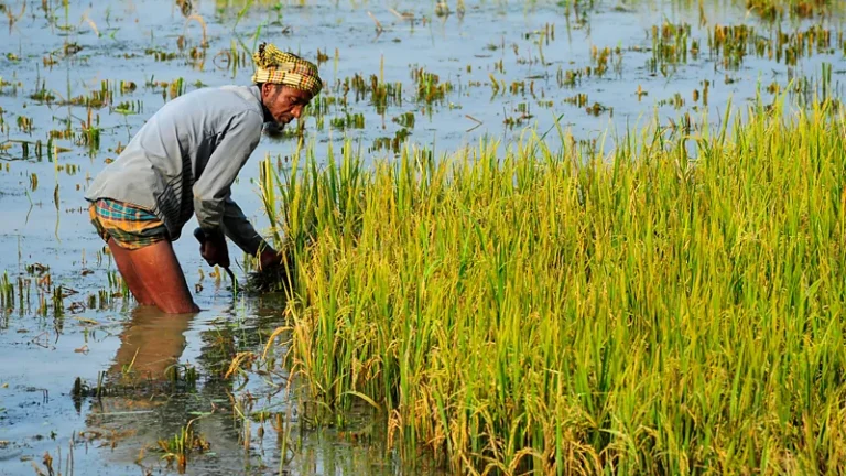 জলবায়ু পরিবর্তনের প্রভাবে ধানে আর্সেনিক সংক্রমণের ঝুঁকি: এক উদ্বেগজনক পর্যালোচনা