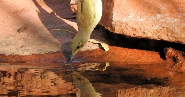 brown honeyeater 201902134850dl 1143x1536 (1)